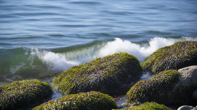 藻に覆われた岩を滑る波 シームレスループ動画背景 16:9 4K