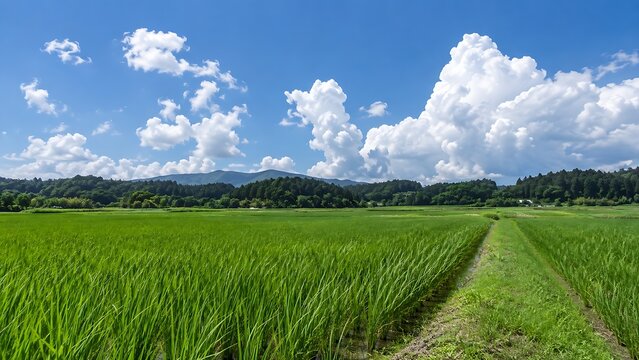 Green rice paddies under a big blue sky with towering cumulonimbus clouds in the Japanese countryside in summer