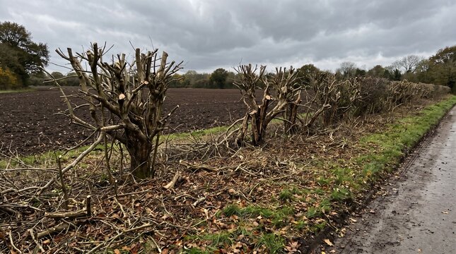 Field Hedgerow Cut Back Hard to Bare Stems Showing Intensive Hedgerow Management