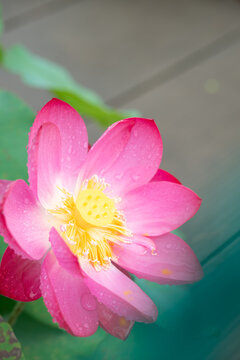 Pink lotus flower covered with water droplets