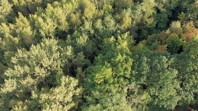 Blick auf die Baumkronen im Herbst