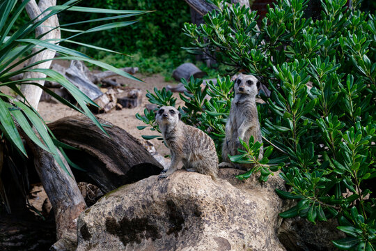 Two Meerkats on a Rock in a Natural Habitat