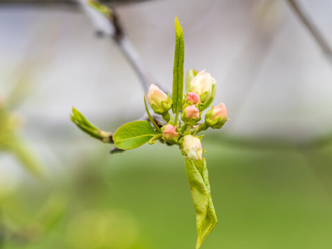 White blossoming apple trees in the sunset light. Spring season, spring colors.