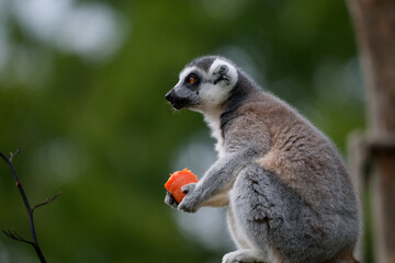 Obraz premium Ring-Tailed Lemur Holding a Carrot