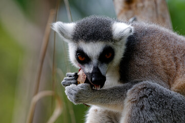 Obraz premium Ring-Tailed Lemur Eating Food Close-Up
