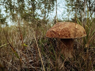 mushroom in the forest © Илья Чернов