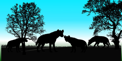 Hyena pack silhouette in safari landscape  © Tweentysix