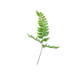 Single green fern leaf with stem positioned diagonally isolated on white © arbi wiratama