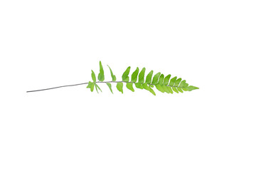 Thin green fern leaf with long stem positioned horizontally isolated on white © arbi wiratama