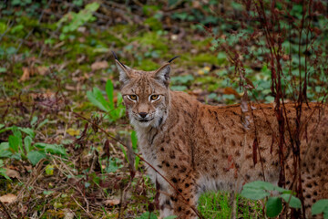 Eurasian Lynx Standing Alert in Forest Undergrowth © russell