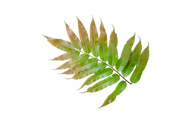 Wide green fern leaf with reddish tips positioned vertically isolated on white © arbi wiratama