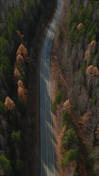 Top down aerial footage of an empty asphalt road curving through mixed conifer and deciduous forest with autumn colors in the Ural Mountains, Russia