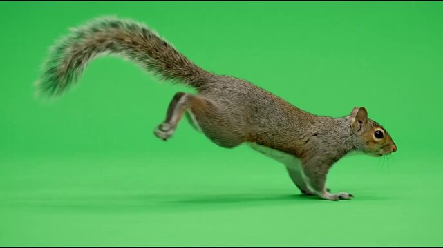 A grey squirrel running and jumping on a green screen background