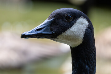 Canada Goose © Philip