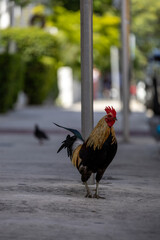 Rooster in Key West © Philip