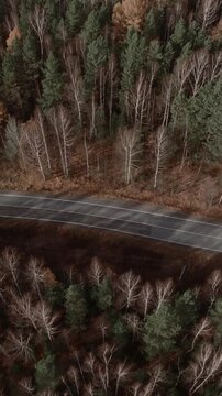 Top down aerial footage of an empty asphalt road cutting through mixed birch and pine forest in autumn colors, filmed in the Ural Mountains region, Russia