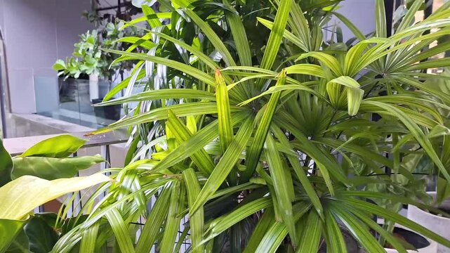 Lush green lady palm leaves growing in a pot on a modern outdoor balcony garden with natural sunlight