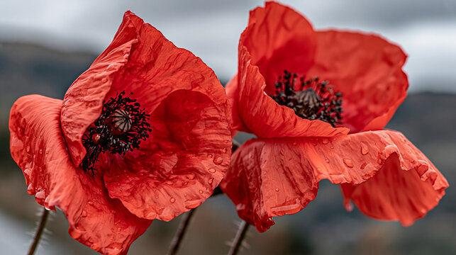Two vivid red poppy flowers with water droplets macro view red poppies blooming