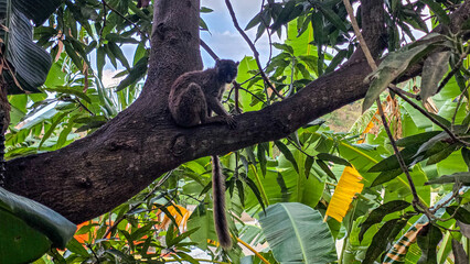 Obraz premium Lemur sitting on a tree branch backlit against the sky surrounded by tropical foliage