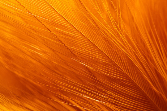 Macro Soft Golden Orange Feather Texture Background,A macro close-up photograph of soft golden orange feather barbs showing detailed delicate texture and warm glowing light. Ideal for abstract.