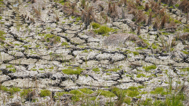 Dry cracked soil on agricultural farmland during drought in Pati, Indonesia. Parched ground with dried crop stubble and sparse grass highlights climate change, global warming, and water shortage.