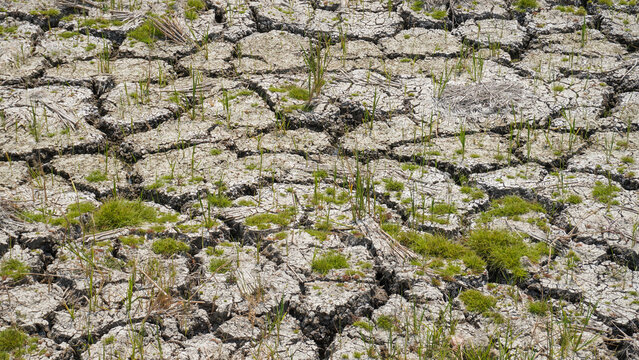 Dry cracked soil on agricultural farmland during drought in Pati, Indonesia. Parched ground with dried crop stubble and sparse grass highlights climate change, global warming, and water shortage.