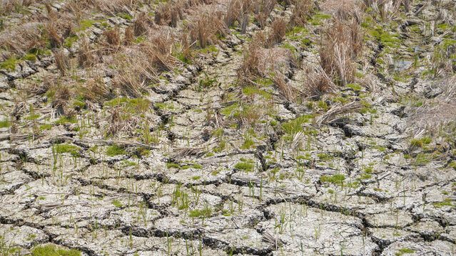 Dry cracked soil on agricultural farmland during drought in Pati, Indonesia. Parched ground with dried crop stubble and sparse grass highlights climate change, global warming, and water shortage.
