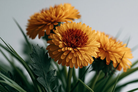 Close up shot of yellow dandelion flowers blooming with green stems