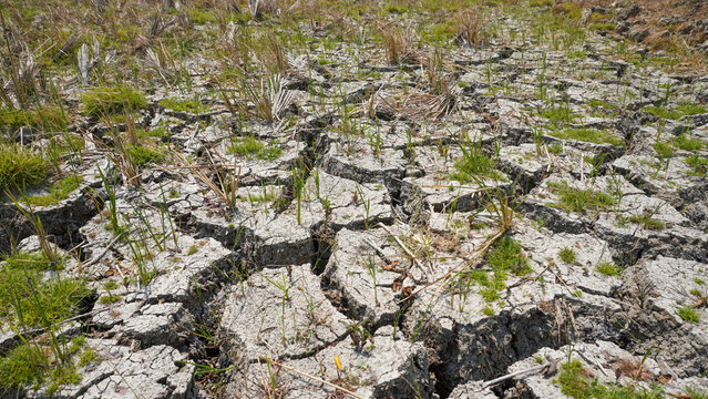 Cracked dry soil on agricultural land during a severe drought in Pati, Indonesia, featuring parched ground with deep fissures, sparse green weeds, and dead crop stalks from climate change impact.