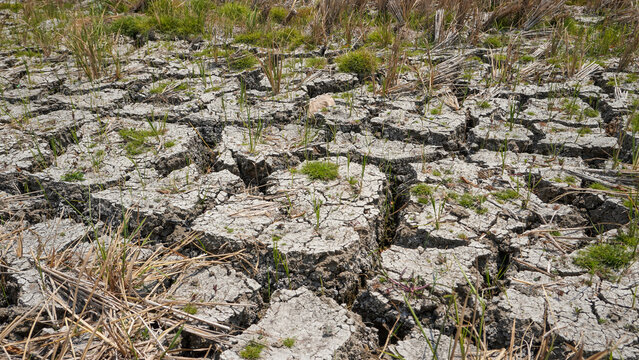 Cracked dry soil on agricultural land during a severe drought in Pati, Indonesia, featuring parched ground with deep fissures, sparse green weeds, and dead crop stalks from climate change impact.