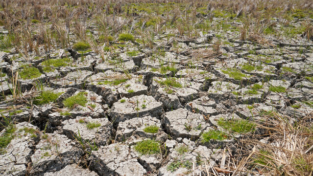Cracked dry soil on agricultural land during a severe drought in Pati, Indonesia, featuring parched ground with deep fissures, sparse green weeds, and dead crop stalks from climate change impact.