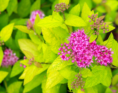 Spiraea.  Flowering spirea bush.