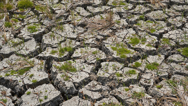 Cracked dry soil on agricultural land during a severe drought in Pati, Indonesia, featuring parched ground with deep fissures, sparse green weeds, and dead crop stalks from climate change impact.