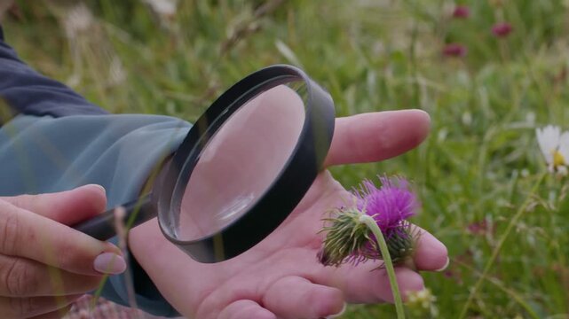 Close up of hand holding magnifying glass examining purple wildflower thistle in mountain meadow