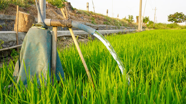 Clear groundwater pumping from an electric pump pipe system to irrigate a green rice paddy field on an agricultural farm, ensuring proper water management for healthy growing crop in rural countryside