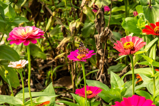 Borboletas em flor