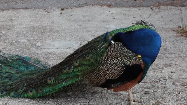 The peacock is one of the most beautiful birds, thanks to its vibrant tail. The peacock is unofficially considered the national bird of India. It is a domesticated, bright bird with beautiful plumage.