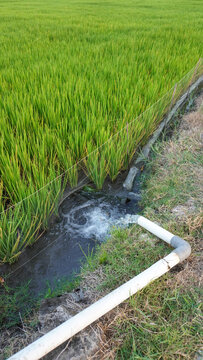 Clear groundwater pumping from an electric pump pipe system to irrigate a green rice paddy field on an agricultural farm, ensuring proper water management for healthy growing crop in rural countryside