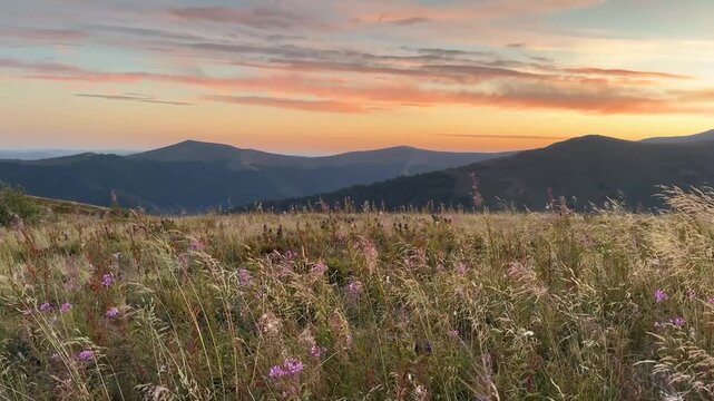 Pink sunrise over Borzhava ridge in Ukraine&rsquo;s Carpathians, soft morning light with grasses and wildflowers in foreground framing mountain landscape in rosy hues