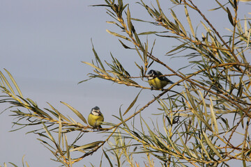 Two Eurasian blue tits perched on tree branches surrounded by soft green leaves against a clear sky background. © lukaszkaczaniuk