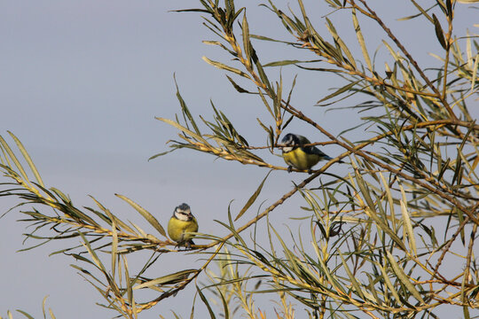 Two Eurasian blue tits perched on tree branches surrounded by soft green leaves against a clear sky background.