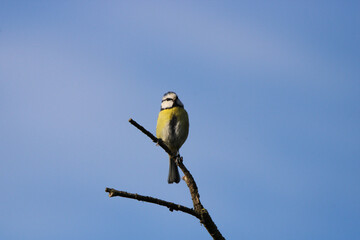 Eurasian blue tit bird perching on a bare tree branch against a clear blue sky backgroun © lukaszkaczaniuk