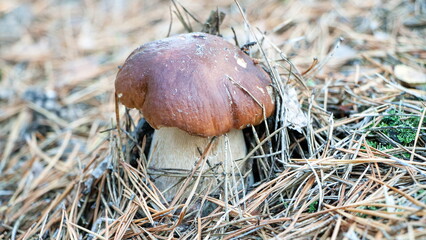mushrooms in the forest © lazalnik