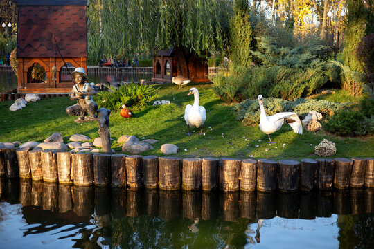 Landscape shot of two white swans (Cygnus olor) standing on a manicured green lawn near decorative wooden houses by a calm pond in park.