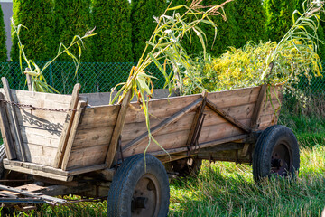 Traditional wooden horse cart with rubber tires decorated with corn stalks, corn cobs, and yellow wildflowers, standing on grass in front of a green fence and thuja hedge, bright natural sunlight. © Adam