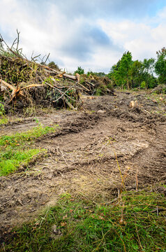 Wide swath of cleared forest surrounded by piled branches, logs and mature trees in the background under a blue cloudy sky.