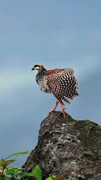 Black Francolin bird perched on a rock in the wild