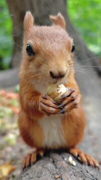 Cute Red Squirrel Eating a Nut in the Forest