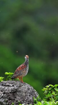 Black Francolin bird perched on a rock in a natural forest habitat