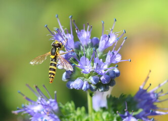 Common twist tail hoverfly, Sphaerophoria scripta, feeding on pollen and nectar of the caryopteris flowers. © Maria